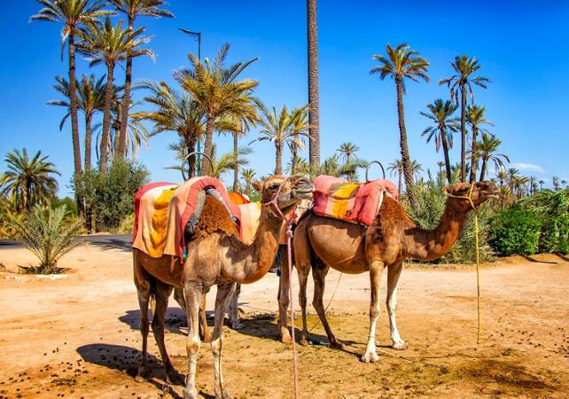 Camel Ride in Marrakech Palmeraie