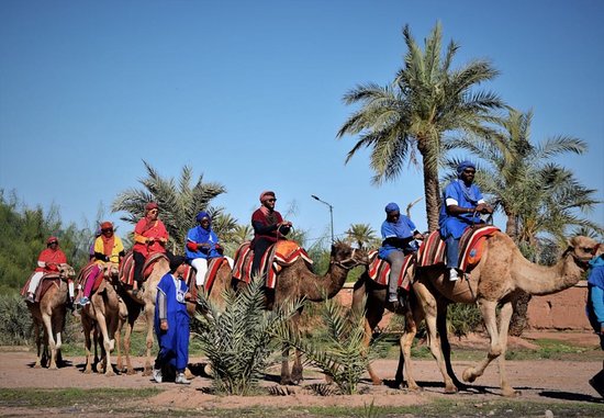 Camel Ride in Marrakech Palmeraie